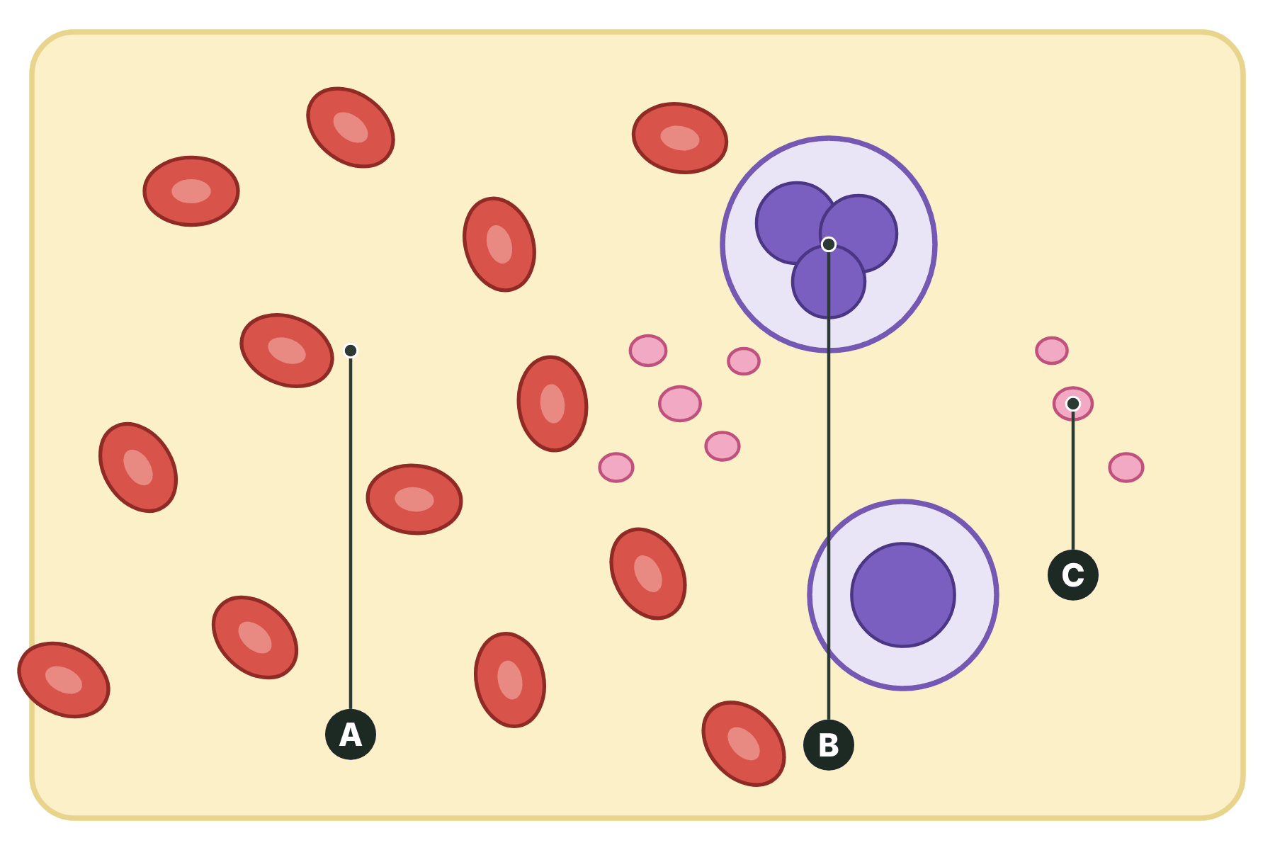 A drop of blood with three parts marked A, B and C.